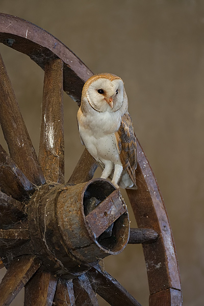 mannetje op het wiel.jpg